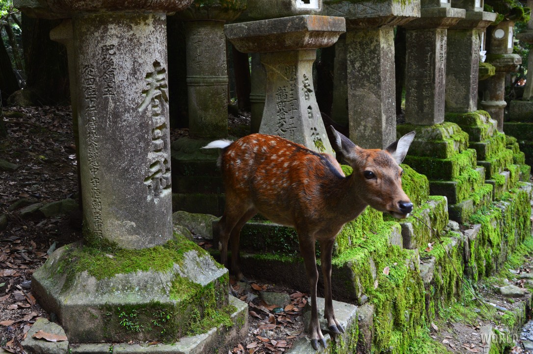 kasuga-taisha-lanterne