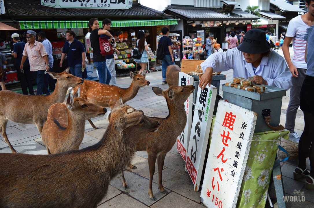 shika-senbei